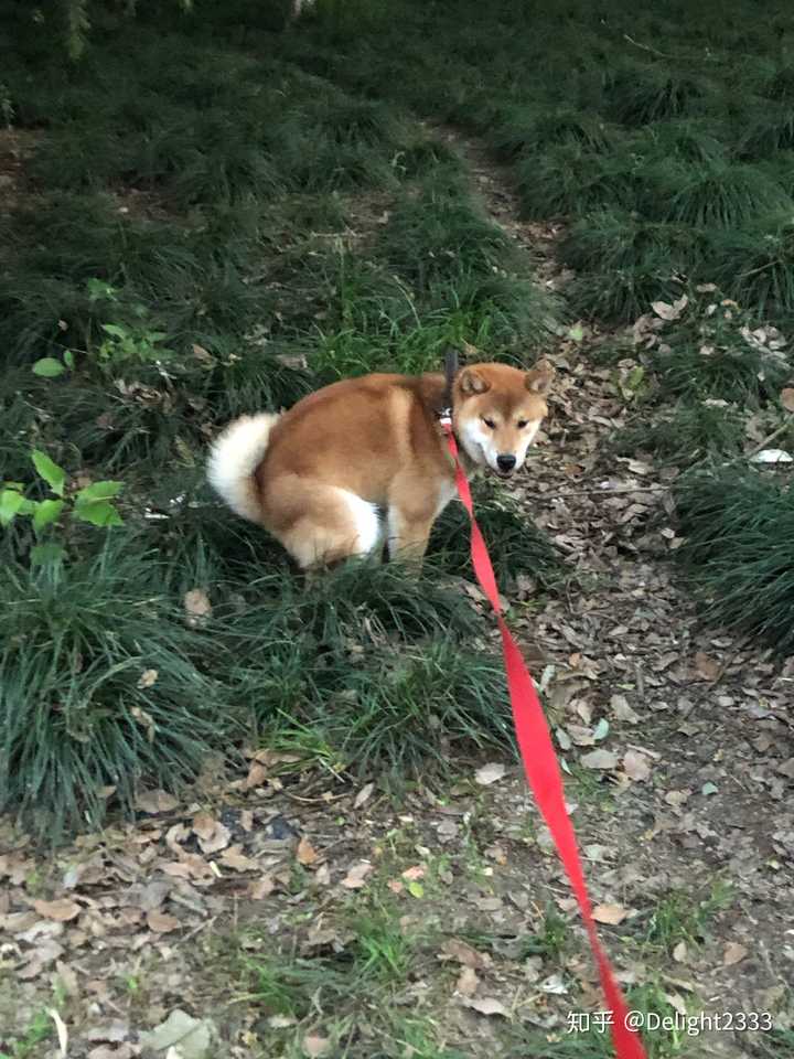 日本柴犬都很神烦吗