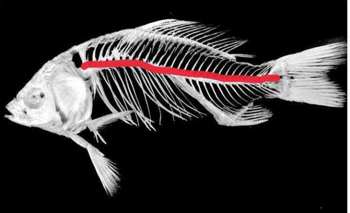 鲤鱼的最大鱼骨头在哪边身体?