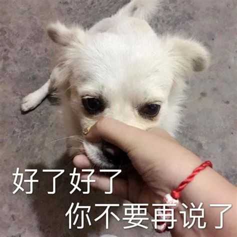 有什么笑到头掉的表情包?