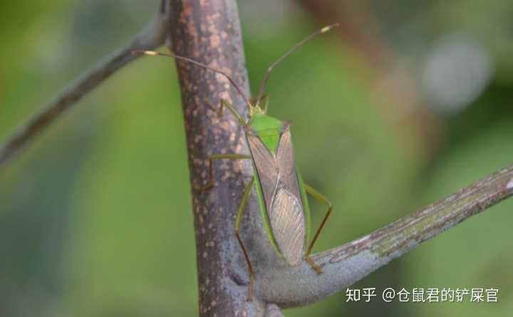 纹须同缘蝽成虫体长18-21毫米,宽5-6毫米.