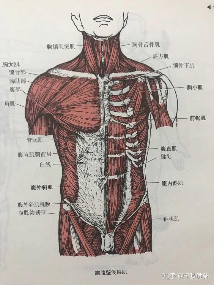 练胸大肌的任何动作都离不开肩关节内收,内收的幅度越大,胸肌收的越