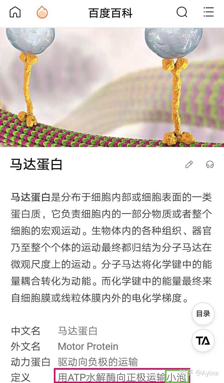 这个是真的吗这是一个肌球蛋白拖着一个内啡肽走在一个单纤维上然后大