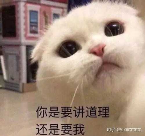 有什么甜甜的猫咪表情包可以分享?