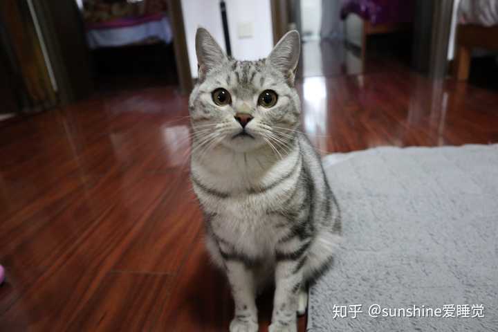 狸花猫和银渐层生出个美短?