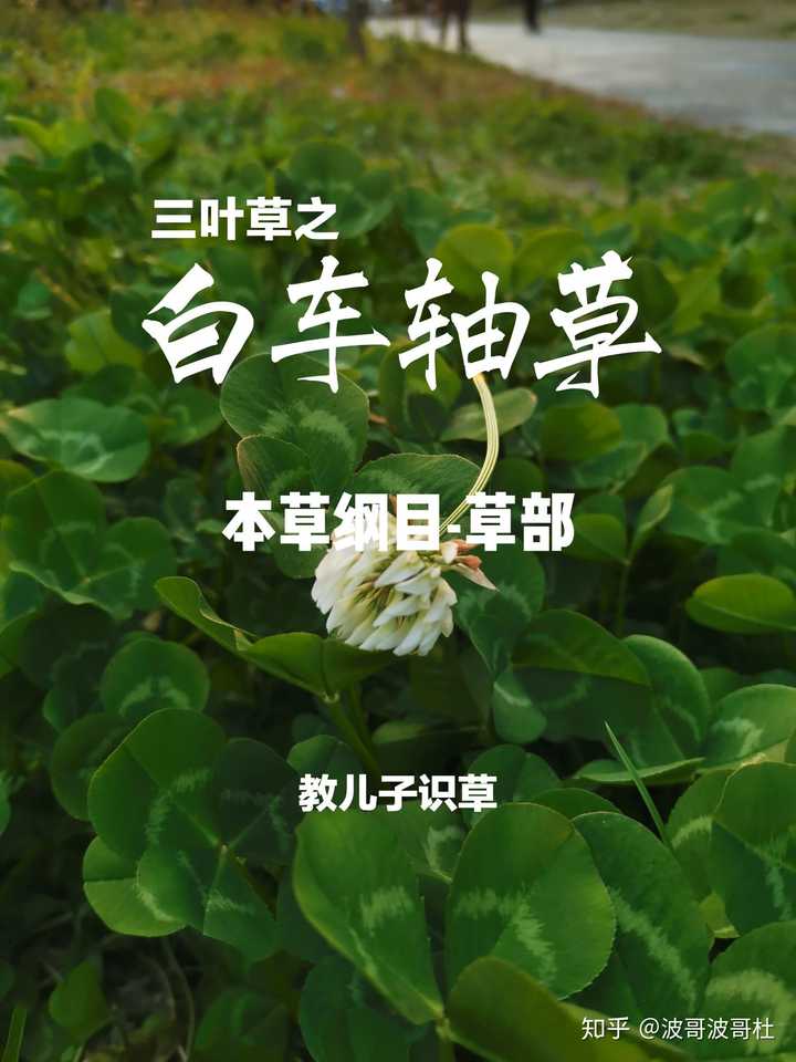 哪里有野生的四叶草?获得的几率多大?这种四叶草的科属名是什么?