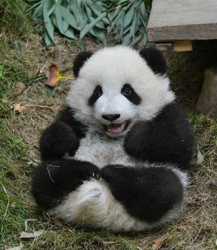 如何评价熊猫萌兰(萌三蛋)(>ω *)?