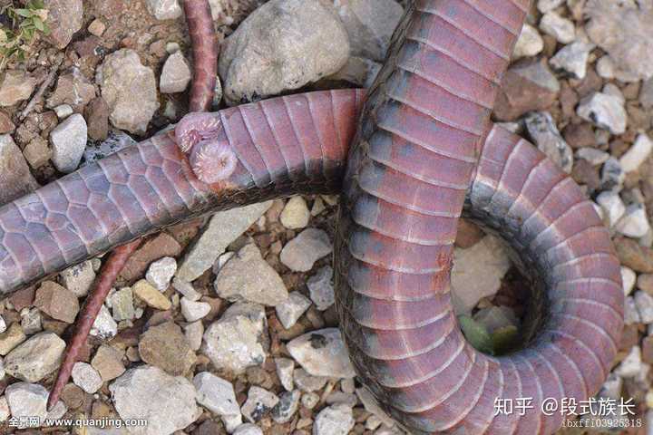 有些什么繁殖方式特别神奇的动物