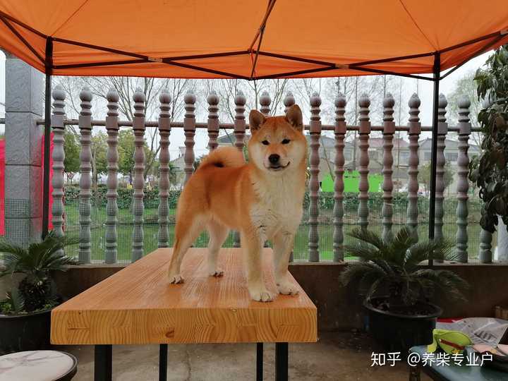 石家庄柴犬犬舍请联系,诚心想买柴犬?