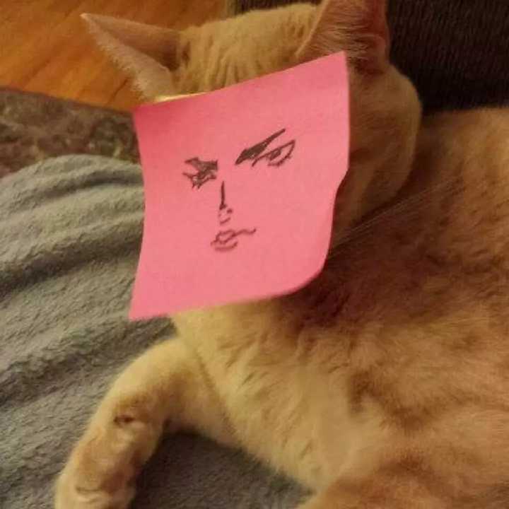 能给我一些高冷的猫的画做头像吗