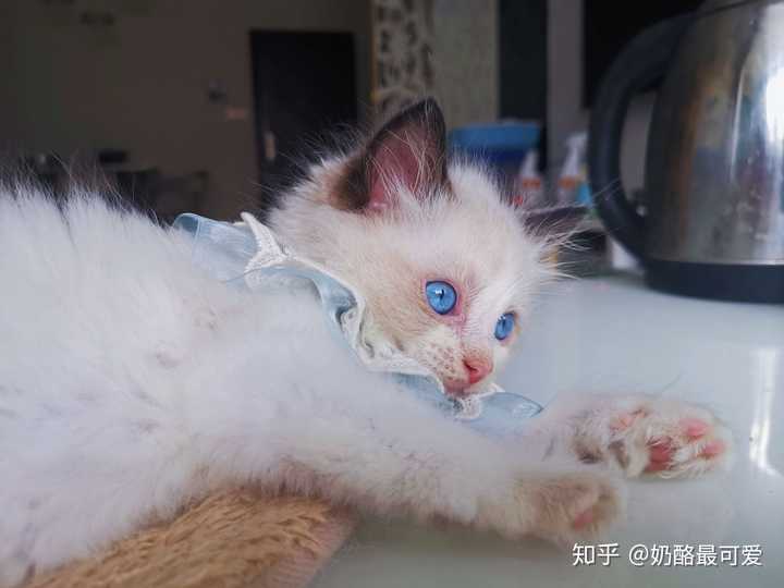 奶猫小时候眼睛有蓝膜,等退掉才是本来的颜色.