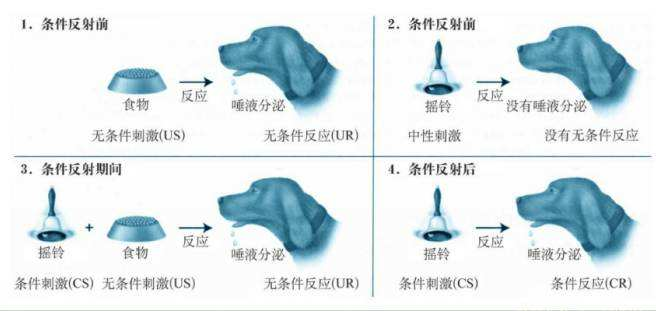 分泌唾液.很有意思,这叫 经典条件反射.