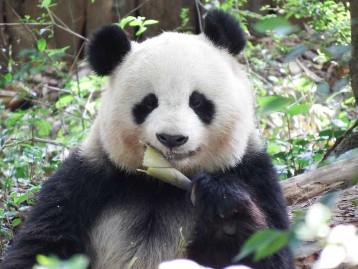 自制猫饭:精饲料和补充饲料 野生的大熊猫会自己挑选最有营养的竹子