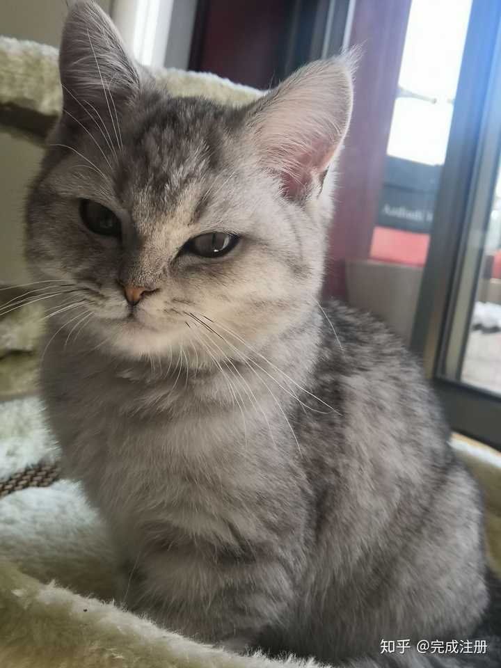 这只猫咪是英短银渐层还是美短银渐层