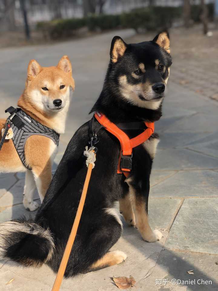 平常大家都给自己的狗狗,吃什么牌子的狗粮?