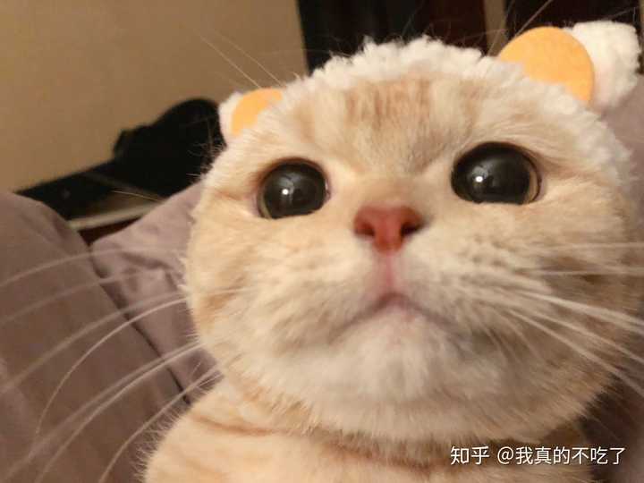 求图来了 有没有敲可爱的猫咪头像?