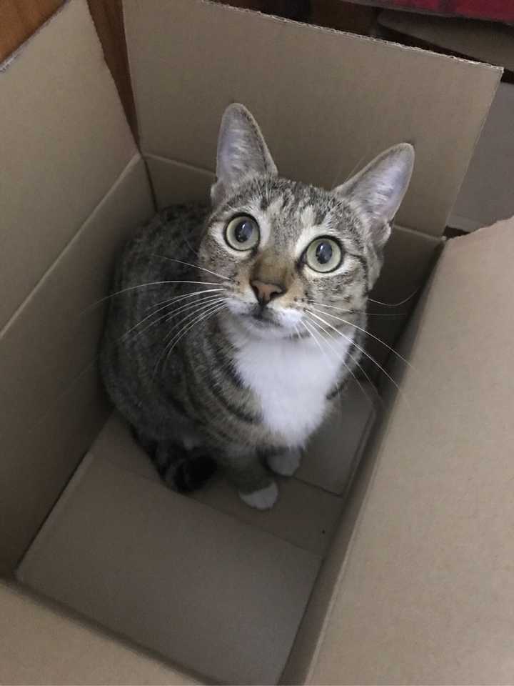中华狸花猫跟名贵的宠物猫差别在哪?