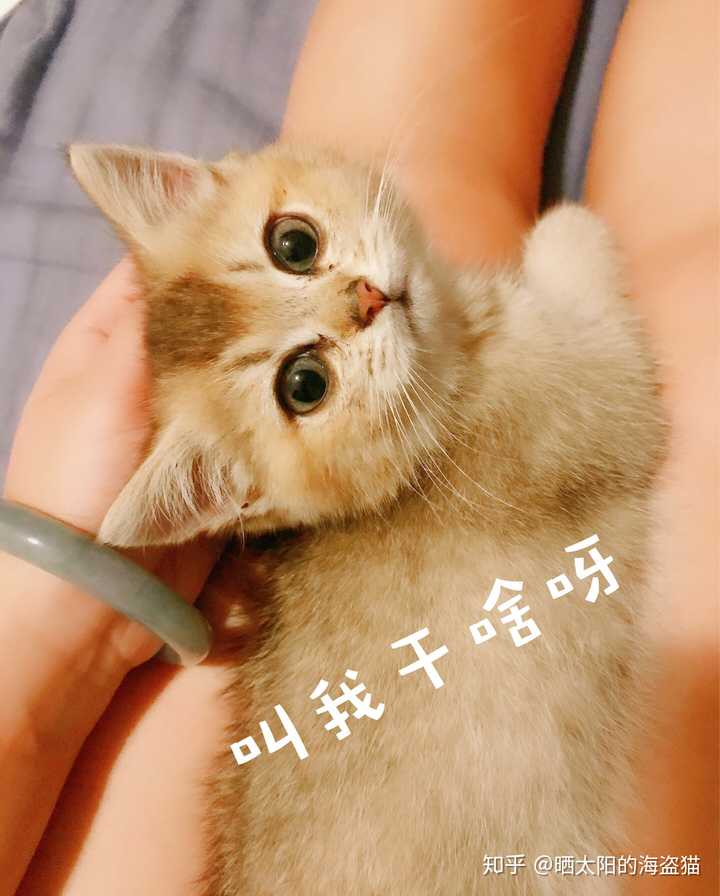因为住的地方小,也没办法把两只猫隔开,还好大喵三天后就无可奈何的