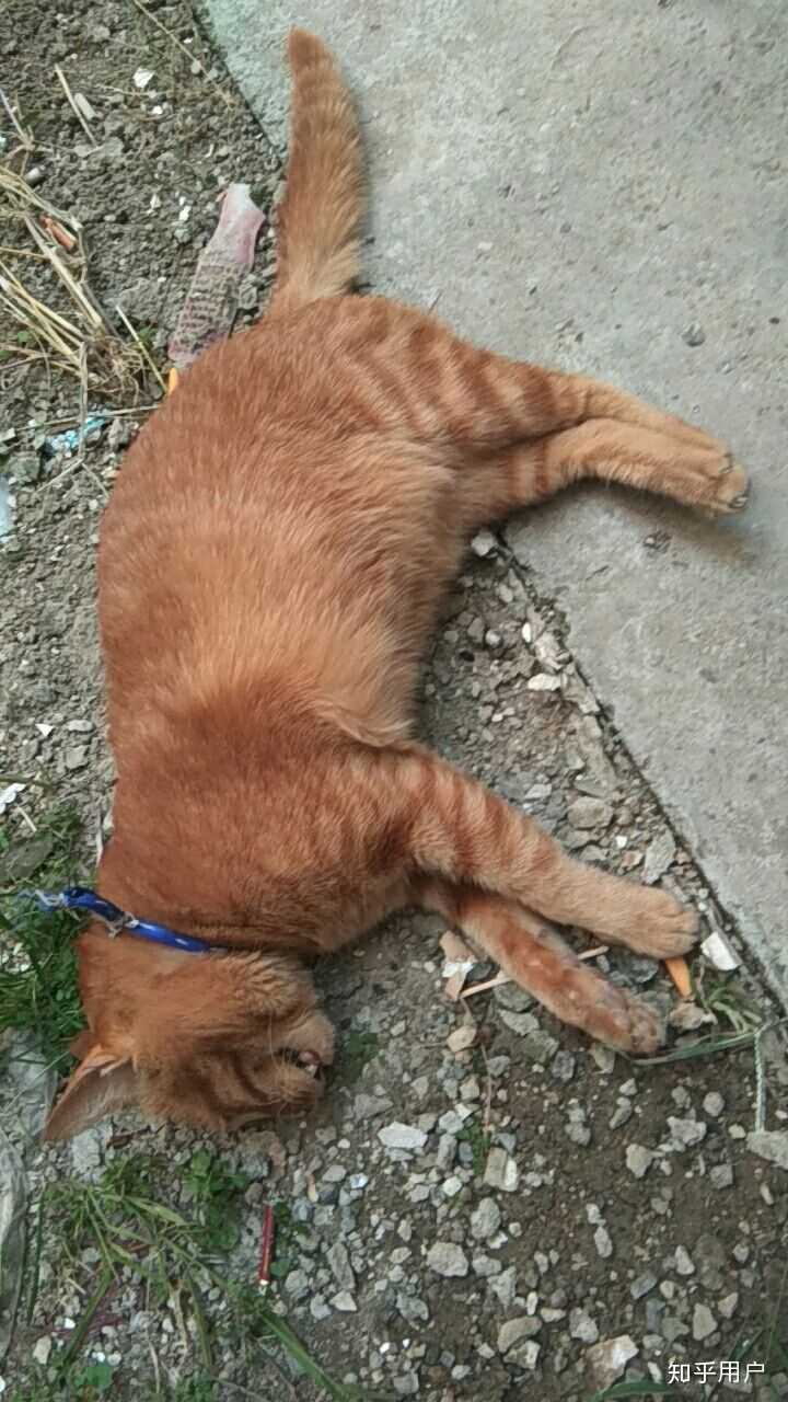 猫跳楼摔死了 我怎么才能让自己不哭?