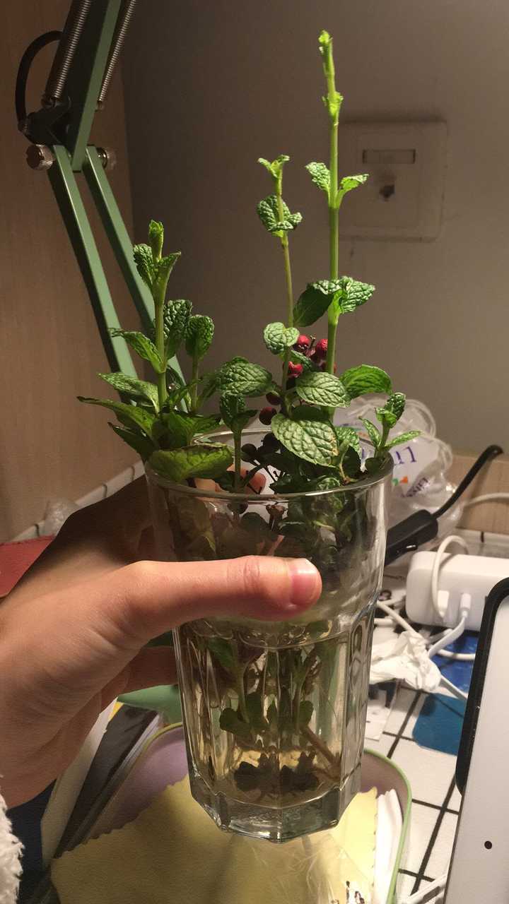 大学寝室适合养什么植物做朋友