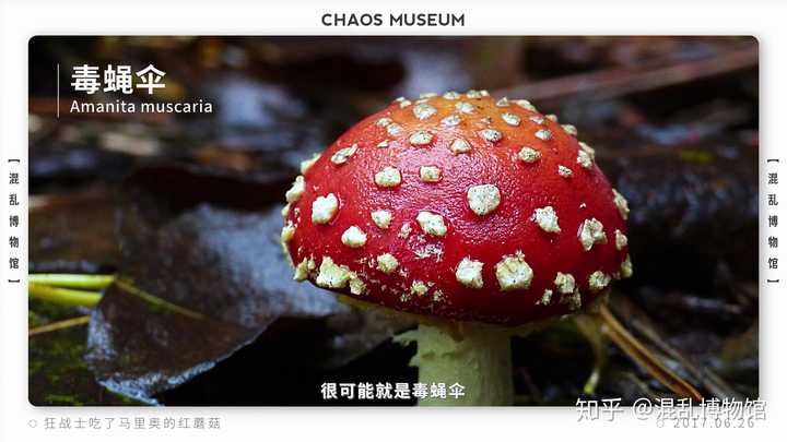 而狂战士吃下的,很可能就是毒蝇伞(amanita muscaria.