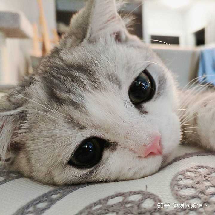 一只猫能可爱到什么程度?