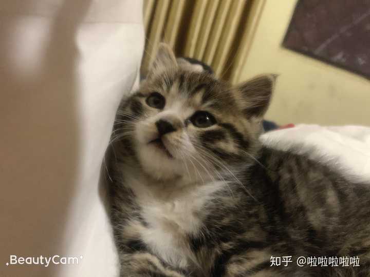 为什么我的猫父母都是英短,可她自己却像狸花猫?