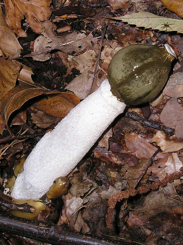 但事实上,鬼笔环肽是从这种鹅膏菌属的鬼笔鹅膏( amanita phalloides)