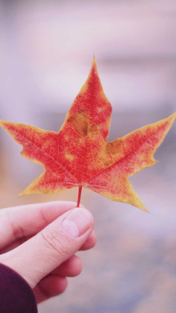 有哪些高质量的微信聊天背景图片?