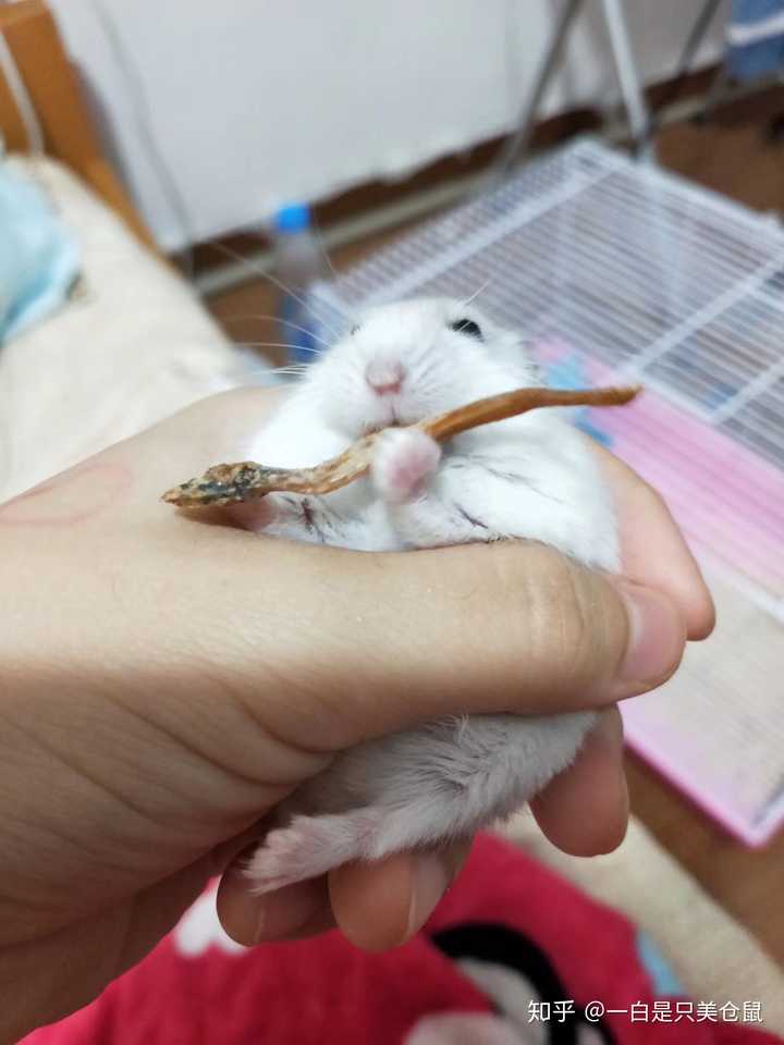 仓鼠会对人产生感情吗?