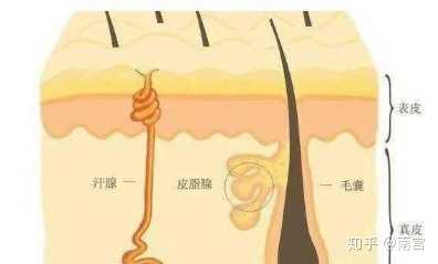 其实长痘原因一言蔽之:角栓把皮油脂堵在了毛囊里!