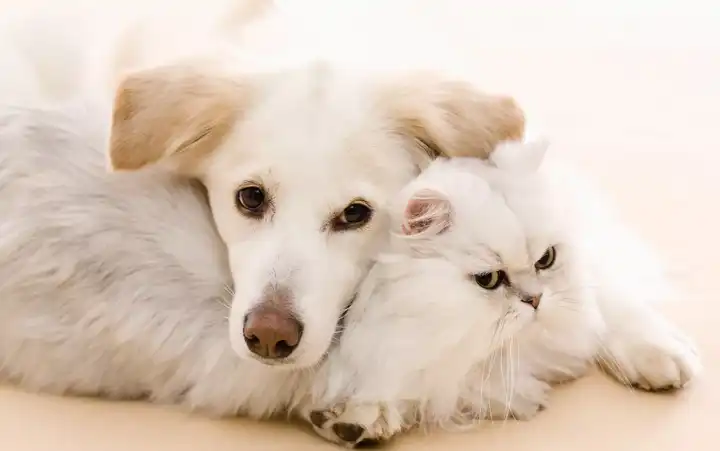 猫和狗可以一起养吗为什么