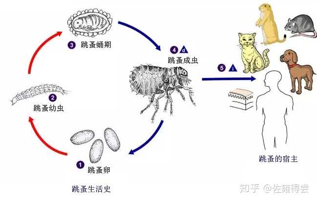 跳蚤成虫,幼虫其实并不难灭,难灭的是 跳蚤卵及蛹期的跳蚤.