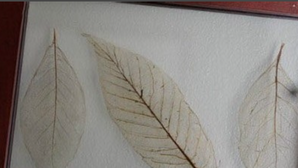 如何制作精美的树叶书签?