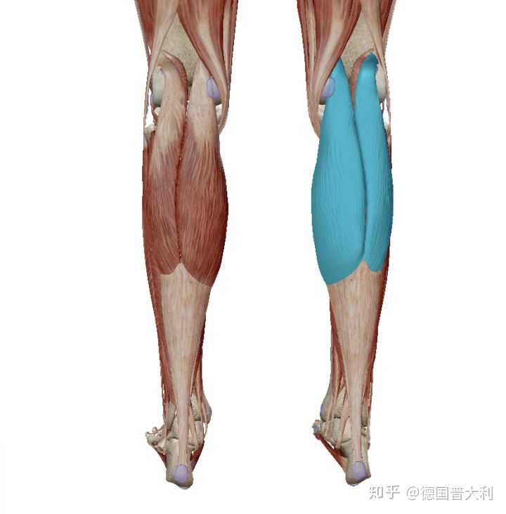 你所说的小腿的腓肠肌是小腿三头肌其中的一块肌肉,小腿三头肌是由