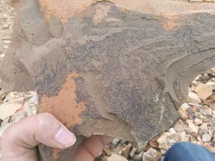 请问这是水草化石吗