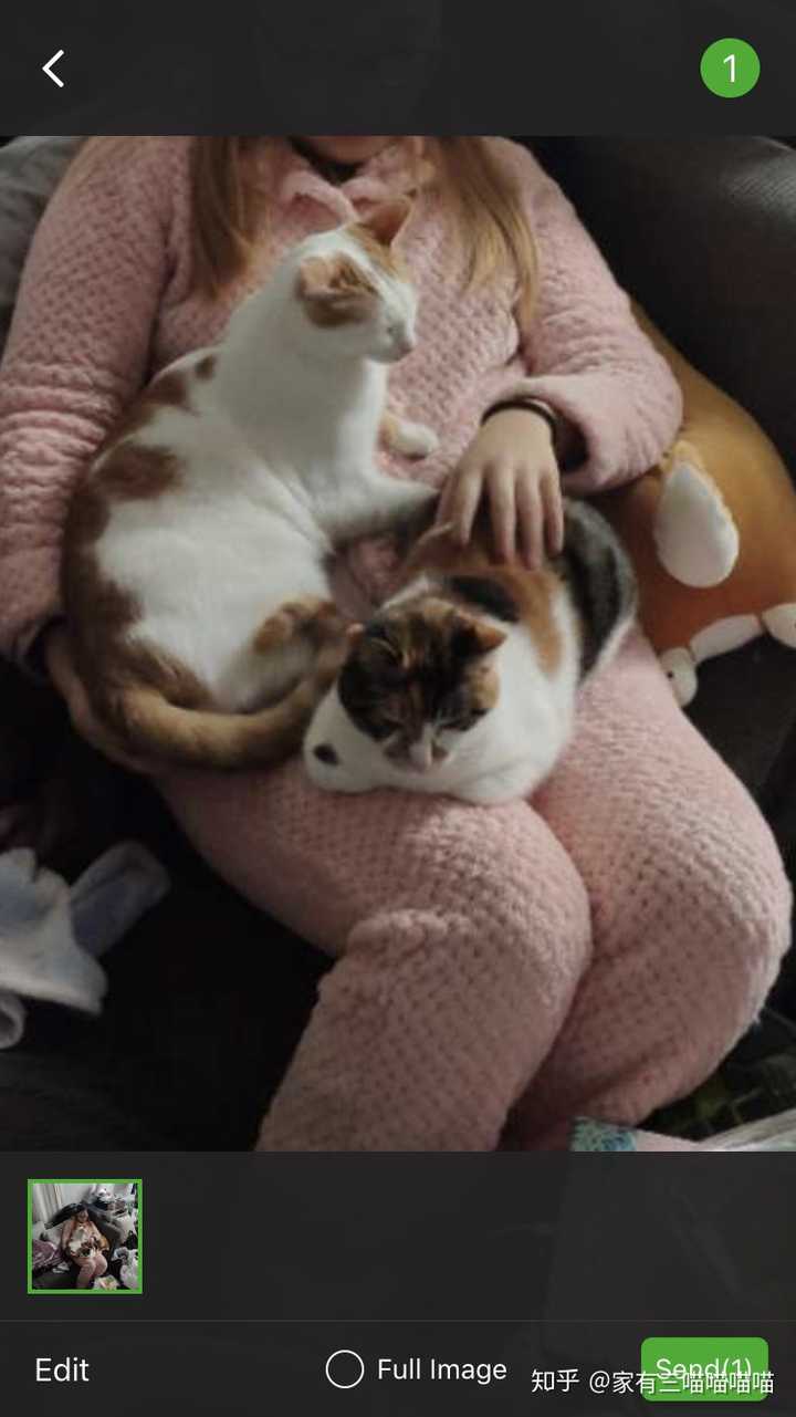 野猫幼崽家养后还有野性吗?