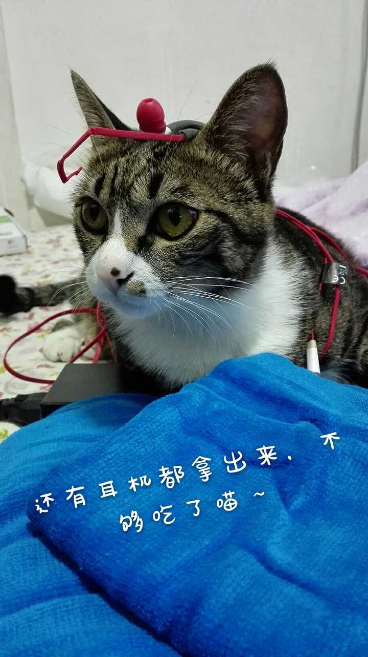 数十幅耳机惨死于喵口,我也求好用的蓝牙耳机