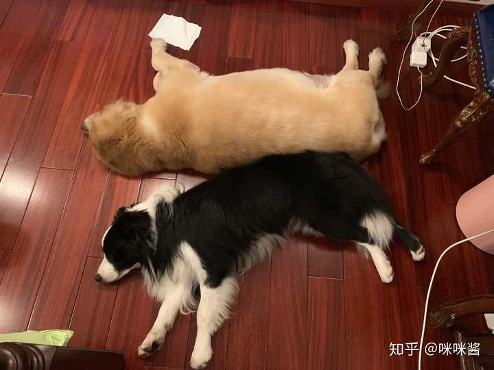 边牧和金毛的智商差距大么