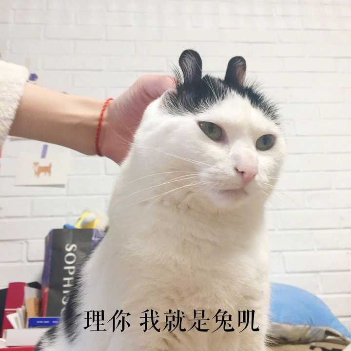 我没猫,如果有猫绝对不会存这么多别人家的猫 还有很多就不发了