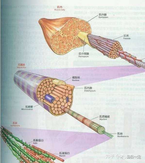 静力性练习是不大可能让肌肉增粗的,因为肌纤维没有产生轻微撕裂,也