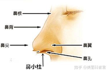 鼻部结构图