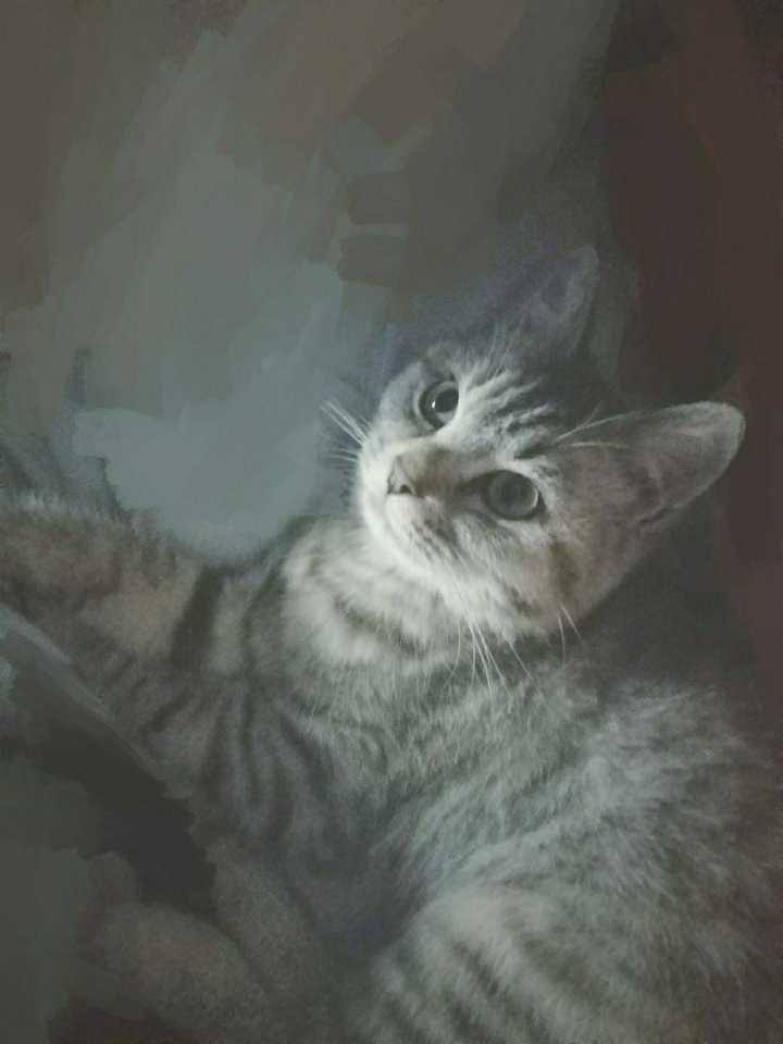 养狸花猫是什么样的体验?