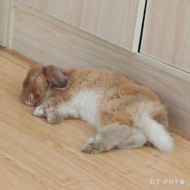 请问一下,兔兔睡觉的姿势是什么样子的?
