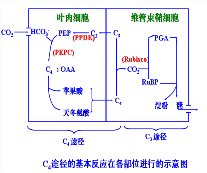 c4途径,在热带植物中常见