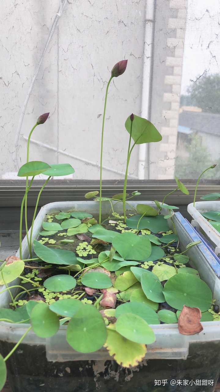 种植碗莲可以不用长时间的光照会开花么卖家说详细看下方