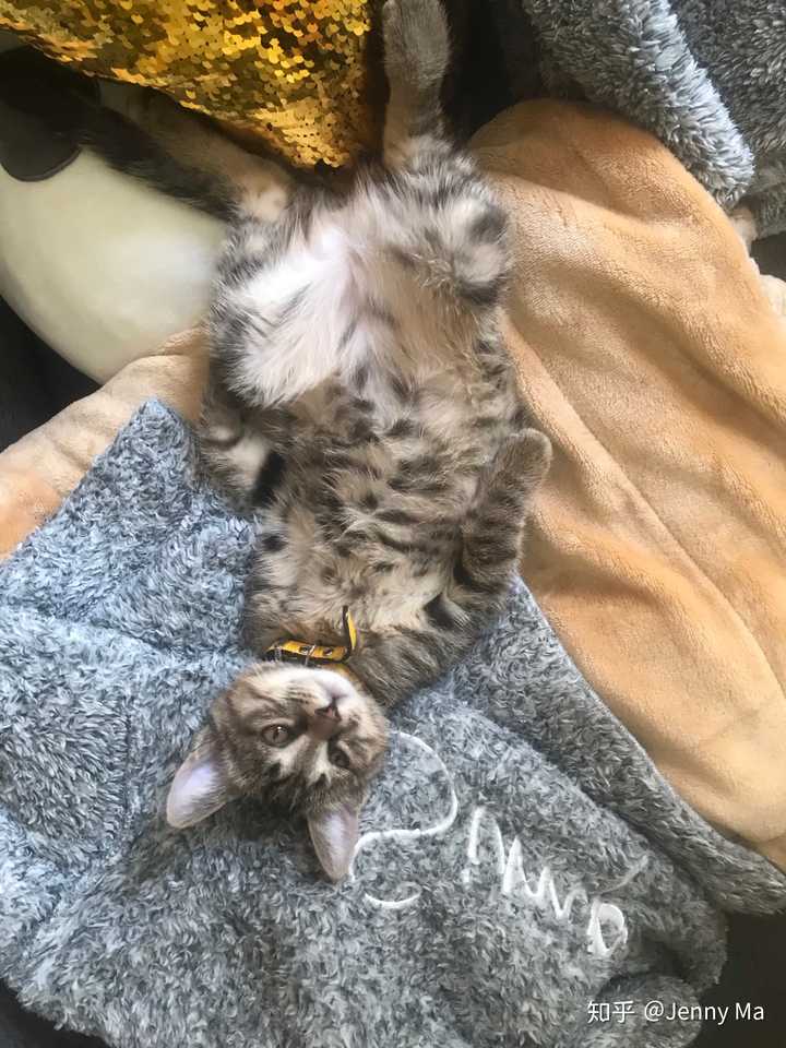 猫为什么养不熟.