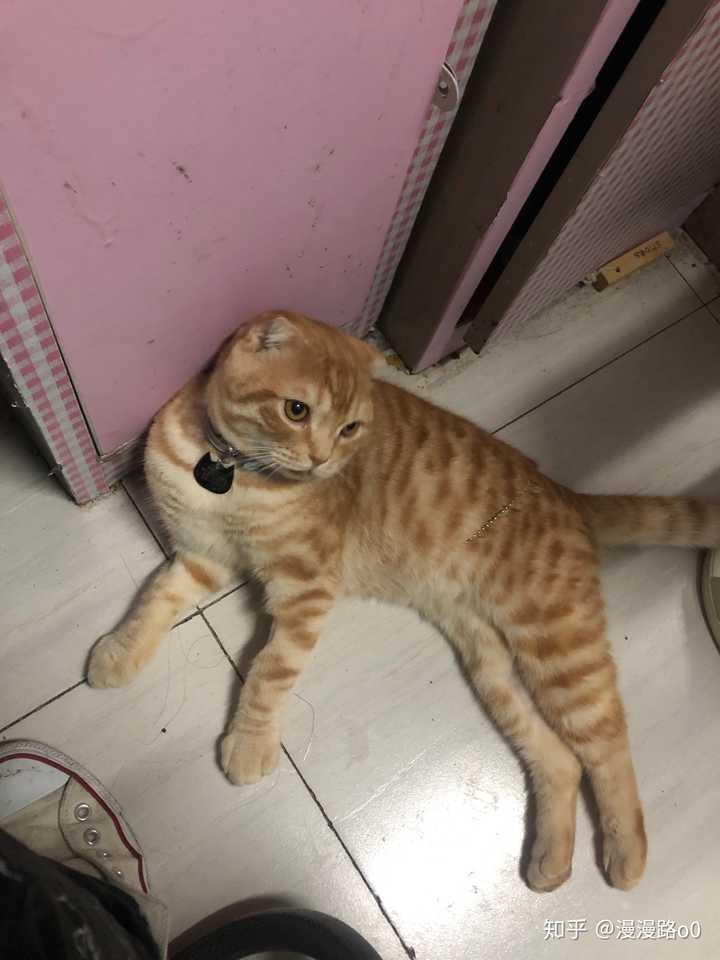 是一只折耳橘,名叫老外.