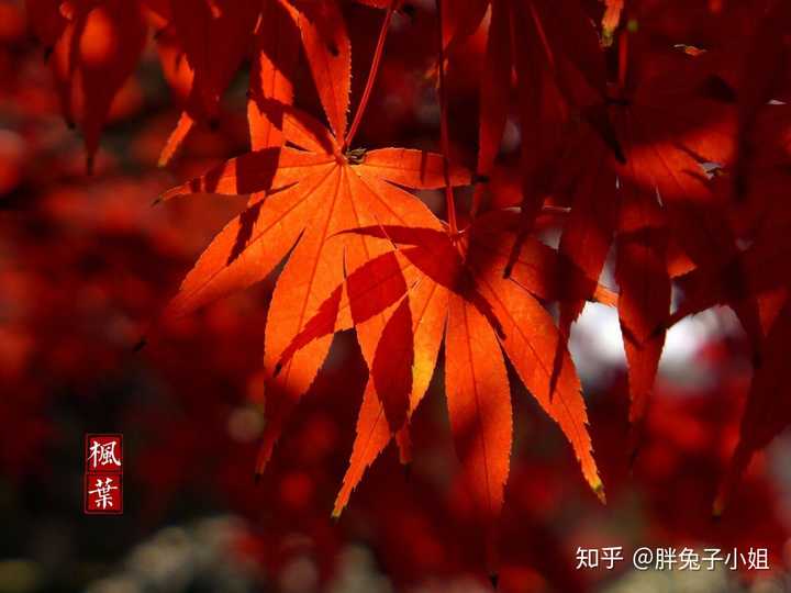 为什么古代诗人在描绘枫叶的时候总喜欢和荻花写在一起.