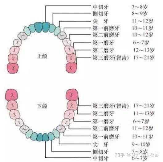 牙齿是如何分类的?