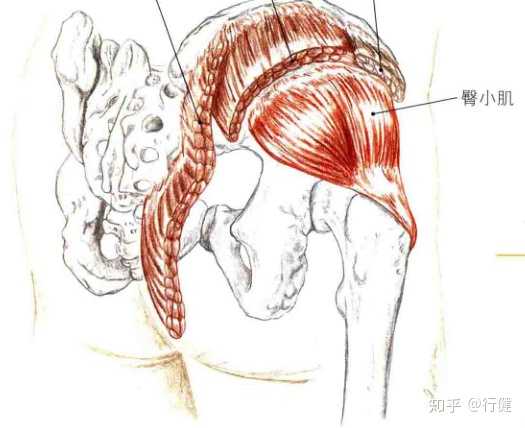 臀中肌臀小肌对于腰腿痛有什么意义?